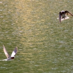Hirundo neoxena (Welcome Swallow) at Undefined - 1 Jun 2018 by jb2602