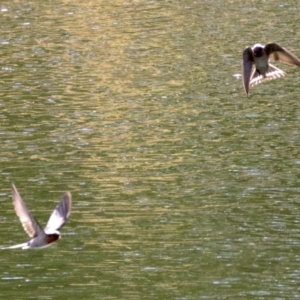 Hirundo neoxena at undefined - 1 Jun 2018