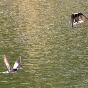 Hirundo neoxena at undefined - 1 Jun 2018 01:41 PM