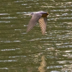 Hirundo neoxena at undefined - 1 Jun 2018