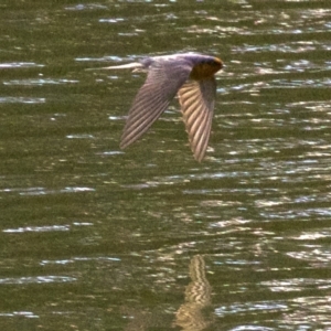 Hirundo neoxena at undefined - 1 Jun 2018