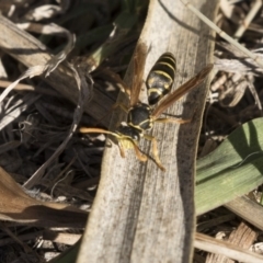 Polistes (Polistes) chinensis (Asian paper wasp) at Campbell, ACT - 25 May 2018 by Alison Milton