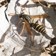 Polistes (Polistes) chinensis at Campbell, ACT - 25 May 2018