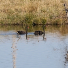 Cygnus atratus (Black Swan) at Mount Ainslie to Black Mountain - 25 May 2018 by AlisonMilton