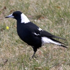 Gymnorhina tibicen (Australian Magpie) at Acton, ACT - 4 Jun 2018 by jb2602