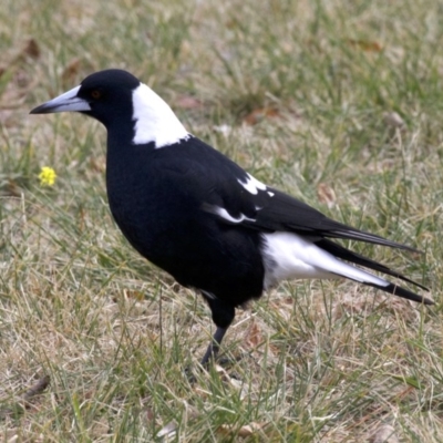 Gymnorhina tibicen (Australian Magpie) at Lake Burley Griffin West - 4 Jun 2018 by jbromilow50