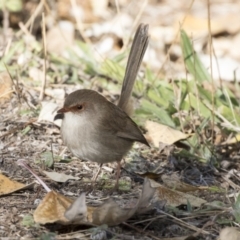 Malurus cyaneus (Superb Fairywren) at Mount Ainslie to Black Mountain - 25 May 2018 by AlisonMilton