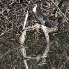 Microcarbo melanoleucos (Little Pied Cormorant) at Campbell, ACT - 25 May 2018 by AlisonMilton