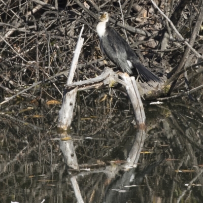 Microcarbo melanoleucos (Little Pied Cormorant) at Jerrabomberra Wetlands - 25 May 2018 by Alison Milton