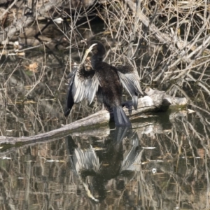 Anhinga novaehollandiae at Campbell, ACT - 25 May 2018 02:55 PM