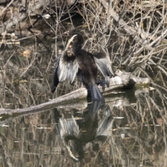 Anhinga novaehollandiae (Australasian Darter) at Jerrabomberra Wetlands - 25 May 2018 by Alison Milton