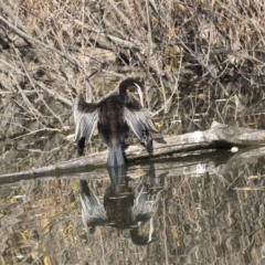 Anhinga novaehollandiae at Campbell, ACT - 25 May 2018