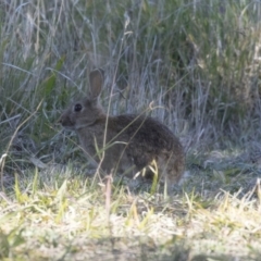 Oryctolagus cuniculus (European Rabbit) at Campbell, ACT - 25 May 2018 by AlisonMilton