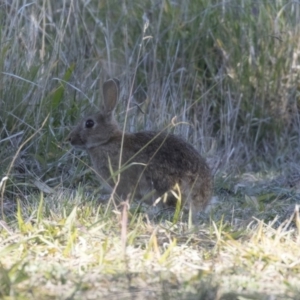 Oryctolagus cuniculus at Campbell, ACT - 25 May 2018