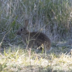 Oryctolagus cuniculus (European Rabbit) at Campbell, ACT - 25 May 2018 by Alison Milton