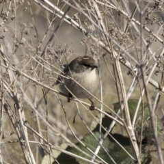 Malurus cyaneus (Superb Fairywren) at Jerrabomberra Wetlands - 25 May 2018 by Alison Milton