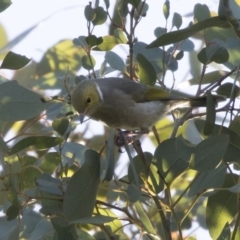 Ptilotula penicillata (White-plumed Honeyeater) at Mount Ainslie to Black Mountain - 25 May 2018 by AlisonMilton
