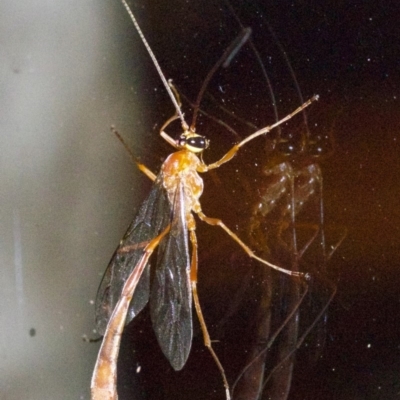 Ichneumonidae (family) (Unidentified ichneumon wasp) at Undefined - 2 Jun 2018 by jb2602