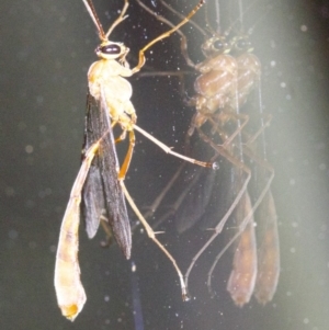 Ichneumonidae (family) at undefined - 2 Jun 2018