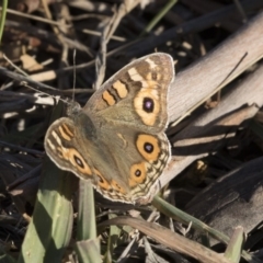 Junonia villida (Meadow Argus) at Campbell, ACT - 25 May 2018 by AlisonMilton