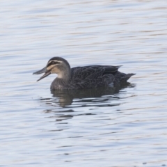 Anas superciliosa (Pacific Black Duck) at Barton, ACT - 25 May 2018 by AlisonMilton