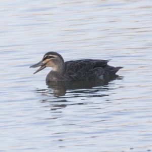 Anas superciliosa at Barton, ACT - 25 May 2018