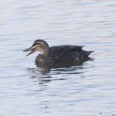 Anas superciliosa (Pacific Black Duck) at Lake Burley Griffin Central/East - 25 May 2018 by AlisonMilton