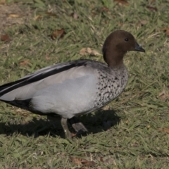 Chenonetta jubata (Australian Wood Duck) at Barton, ACT - 25 May 2018 by AlisonMilton