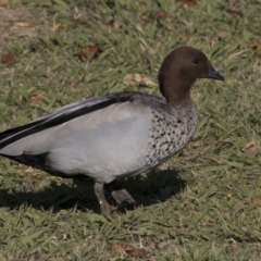 Chenonetta jubata (Australian Wood Duck) at Lake Burley Griffin Central/East - 25 May 2018 by AlisonMilton