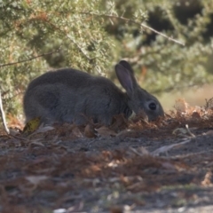 Oryctolagus cuniculus (European Rabbit) at Barton, ACT - 25 May 2018 by Alison Milton