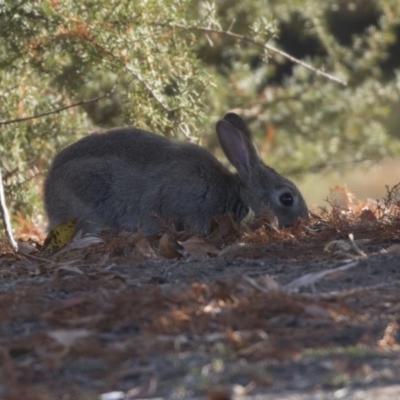 Oryctolagus cuniculus (European Rabbit) at Lake Burley Griffin Central/East - 25 May 2018 by Alison Milton