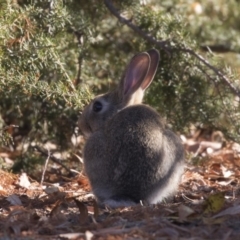 Oryctolagus cuniculus at Barton, ACT - 25 May 2018 03:30 PM