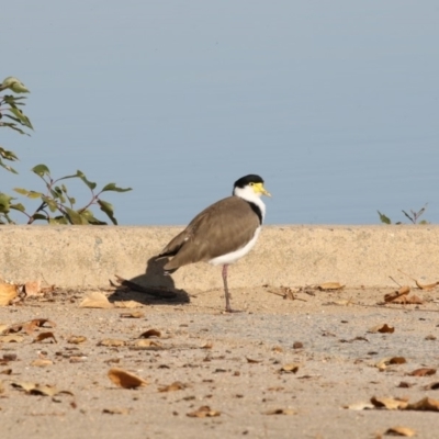 Vanellus miles (Masked Lapwing) at Barton, ACT - 25 May 2018 by Alison Milton