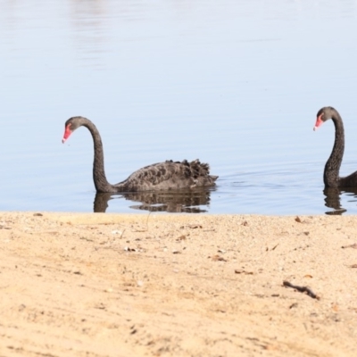 Cygnus atratus (Black Swan) at Lake Burley Griffin Central/East - 25 May 2018 by AlisonMilton