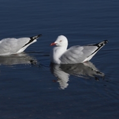 Chroicocephalus novaehollandiae (Silver Gull) at Lake Burley Griffin Central/East - 25 May 2018 by AlisonMilton