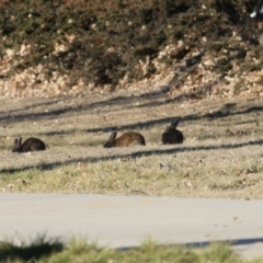 Oryctolagus cuniculus (European Rabbit) at Commonwealth & Kings Parks - 25 May 2018 by Alison Milton