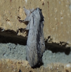 Destolmia lineata (Streaked Notodontid Moth) at Conder, ACT - 3 Jan 2018 by MichaelBedingfield