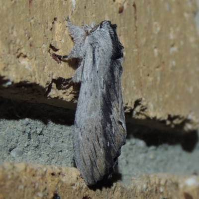 Destolmia lineata (Streaked Notodontid Moth) at Conder, ACT - 2 Jan 2018 by michaelb