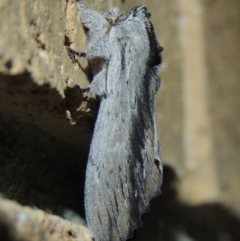 Destolmia lineata at Conder, ACT - 3 Jan 2018 12:05 AM