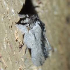 Destolmia lineata at Conder, ACT - 3 Jan 2018 12:05 AM