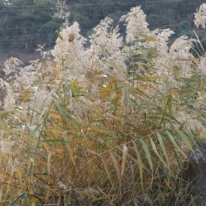 Phragmites australis at Campbell, ACT - 28 May 2018 05:32 PM