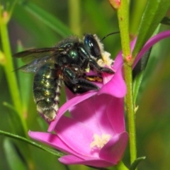 Xylocopa (Lestis) aeratus (Metallic Green Carpenter Bee) at Acton, ACT - 3 May 2018 by TimL