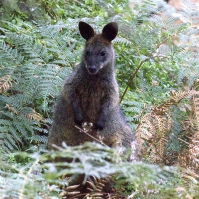 Wallabia bicolor (Swamp Wallaby) at Undefined - 2 Jun 2018 by jbromilow50