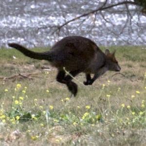 Wallabia bicolor at Acton, ACT - 4 Jun 2018