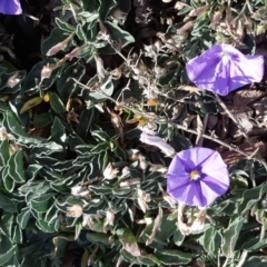 Convolvulus sabatius (Blue Rock Bindweed) at Parkes, ACT - 7 Jun 2018 by Mike