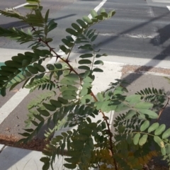 Robinia pseudoacacia (Black Locust) at Canberra, ACT - 7 Jun 2018 by Mike