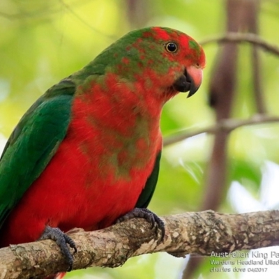 Alisterus scapularis (Australian King-Parrot) at Ulladulla, NSW - 27 Apr 2017 by CharlesDove