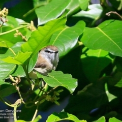 Gerygone mouki (Brown Gerygone) at Undefined - 28 Apr 2017 by Charles Dove