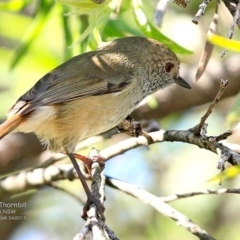 Acanthiza pusilla (Brown Thornbill) at Undefined - 25 Apr 2017 by Charles Dove