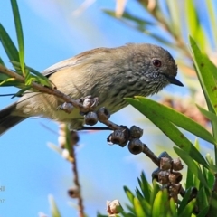 Acanthiza pusilla at undefined - 26 Apr 2017